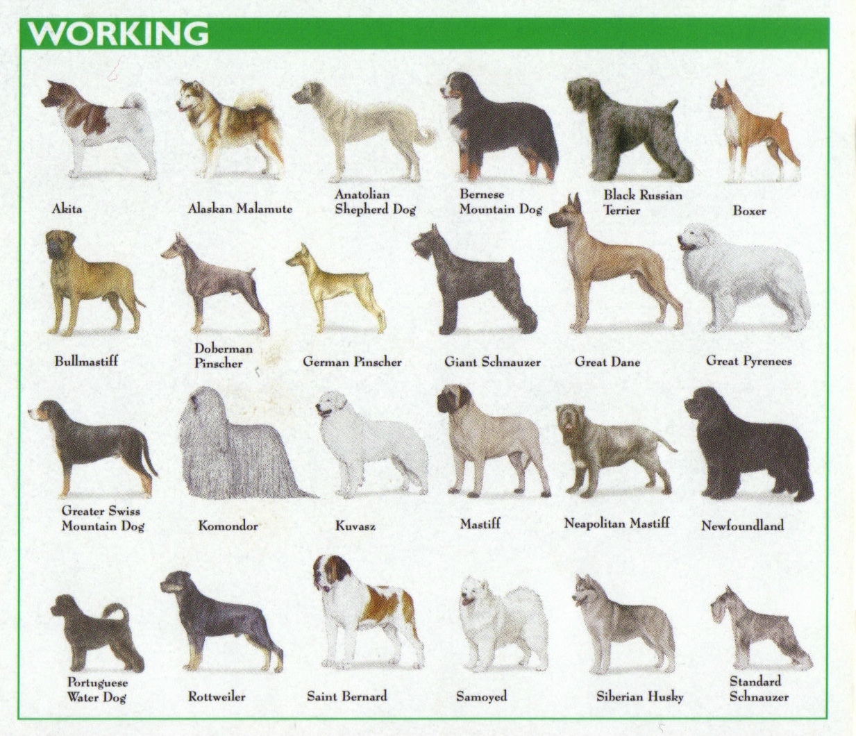 working group dog breed chart 2